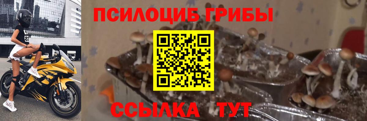 Галлюциногенные грибы мицелий  Вход с VPN  Кохма 